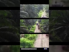 TRACTOR DEL ACEITE DE PALMA WEA18