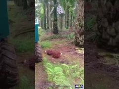 Tractor Mini Farm Tractor With Grapple del aceite de palma de 22HP Indonesia